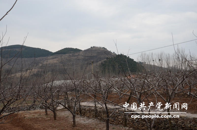 60年代初，張家泉村的近千畝山場，山高坡陡，光禿禿。朱彥夫上任村支書后，帶領村民重改黃山面貌，栽種果樹。圖為現(xiàn)在張家泉村的果樹林。人民網(wǎng)記者高雷 攝