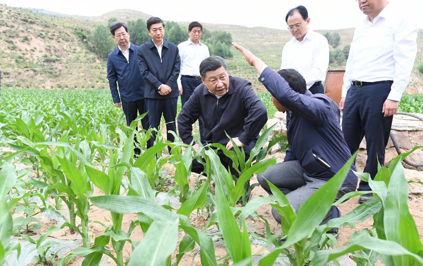 6月21日，中共中央總書記、國家主席、中央軍委主席習近平到山西考察調研。這是習近平在忻州市岢嵐縣趙家窪村察看玉米長勢。新華社記者 李學仁 攝