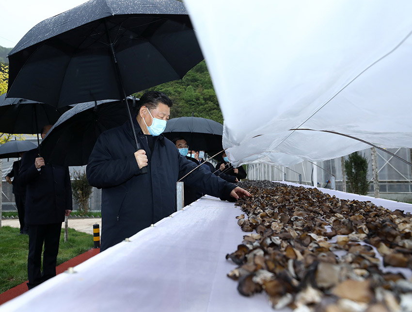 4月20日，中共中央總書記、國家主席、中央軍委主席習(xí)近平在陝西考察調(diào)研。這是習(xí)近平在商洛市柞水縣小嶺鎮(zhèn)金米村了解脫貧攻堅工作情況。 新華社記者 鞠鵬 攝