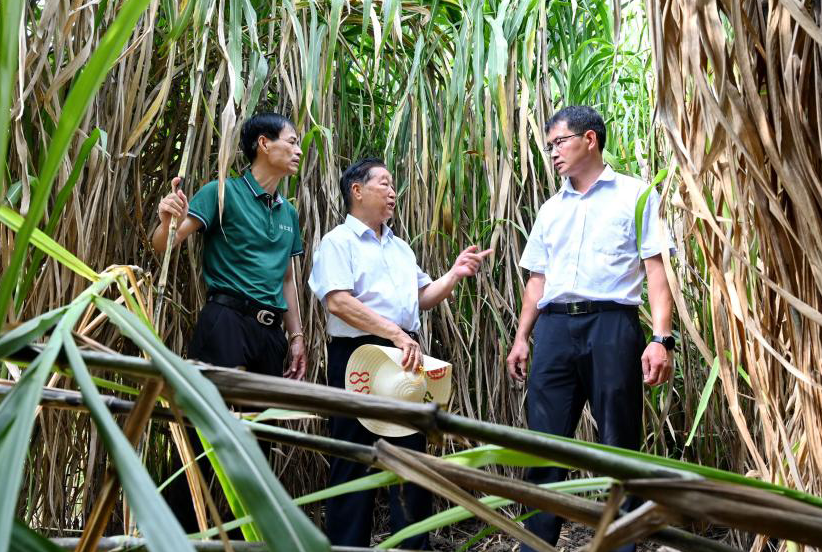 菌草技術(shù)發(fā)明人林占熺：種下一棵“幸福草”