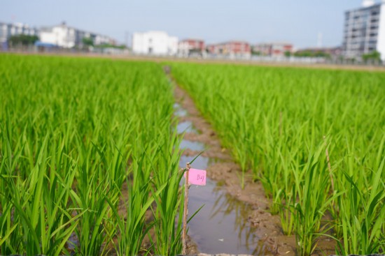 水稻基地。江帆攝